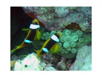 The islands clown fish | Obraz na stenu