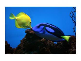 Yellow Tang and Blue Tang | Obraz na stenu