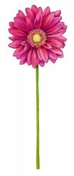 Floral Gerbera Daisy | Obraz na stenu