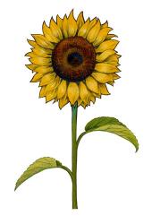 Floral Sunflower | Obraz na stenu
