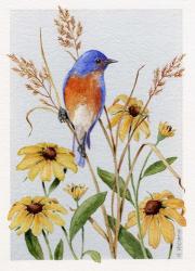 Bluebird And Blackeyed Susans | Obraz na stenu