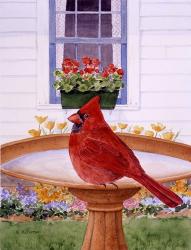Cardinal And Geraniums | Obraz na stenu