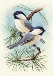 Chickadee Vignette | Obraz na stenu