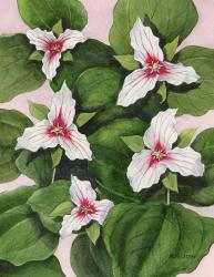 Painted Trillium | Obraz na stenu