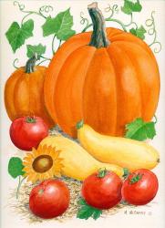 Pumpkins, Tomatoes and Squash | Obraz na stenu