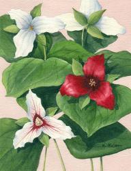 Three Trilliums | Obraz na stenu