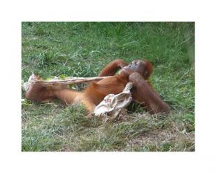 Orangutan - Stretchin out | Obraz na stenu