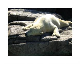 Polar Bear  - Time to take five | Obraz na stenu