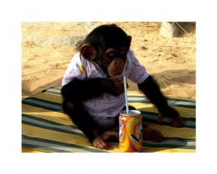 Chimp - Time for a drink | Obraz na stenu