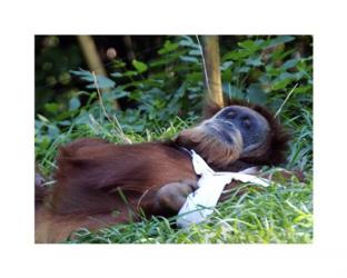 Orangutan - Just about to take a nap | Obraz na stenu