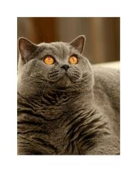 Brittish Shorthair | Obraz na stenu