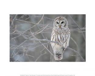 Owl In The Woods | Obraz na stenu