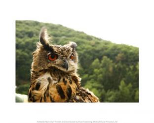 Barn Owl | Obraz na stenu