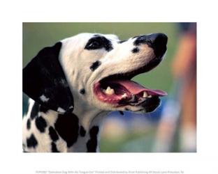 Dalmation Dog With His Tongue Out | Obraz na stenu