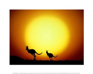 Jumping Kangaroos Under Australian Sunset | Obraz na stenu