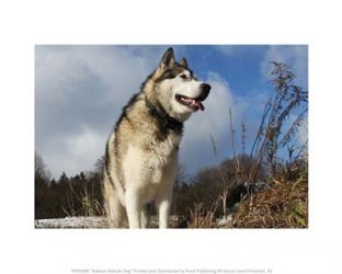 Alaskan Malamute Dog | Obraz na stenu