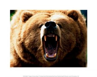 Angry Grizzly Bear | Obraz na stenu