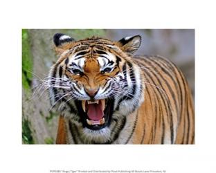 Angry Tiger | Obraz na stenu