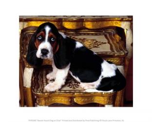 Basset Hound Dog on Chair | Obraz na stenu