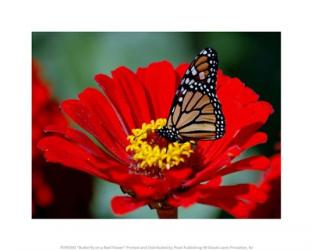 Butterfly on a Red Flower | Obraz na stenu