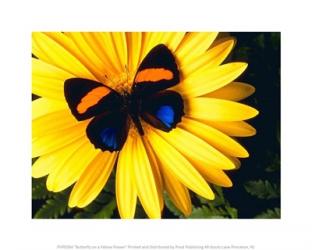 Butterfly on a Yellow Flower | Obraz na stenu