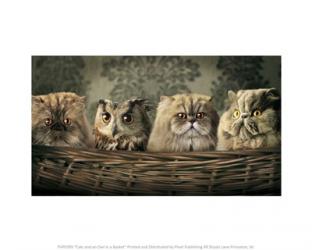 Cats and an Owl in a Basket | Obraz na stenu
