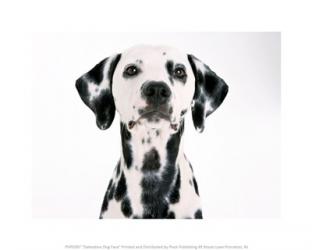 Dalmation Dog Face | Obraz na stenu