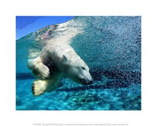 Diving White Polar Bear | Obraz na stenu