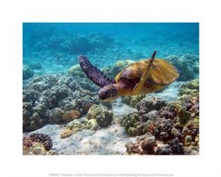 Hawaiian Turtle | Obraz na stenu