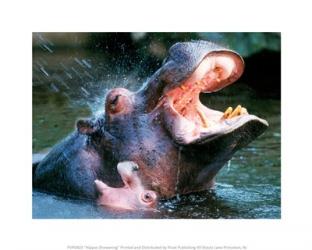 Hippos Showering | Obraz na stenu