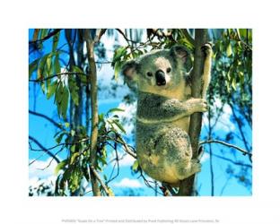 Koala On a Tree | Obraz na stenu