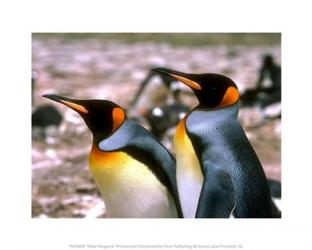 Male Penguins | Obraz na stenu