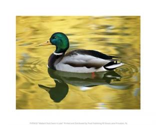 Mallard Duck Swimming in Lake | Obraz na stenu
