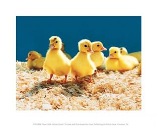 New Little Yellow Ducks | Obraz na stenu