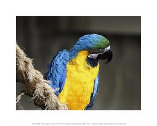 Norwegian Blue Parrot | Obraz na stenu
