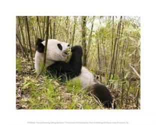 Panda Relaxing Eating Bamboo | Obraz na stenu