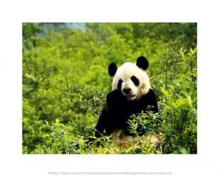 Panda in Nature | Obraz na stenu