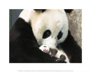 Panda Mother with Cub | Obraz na stenu