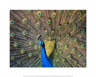 Peacock | Obraz na stenu