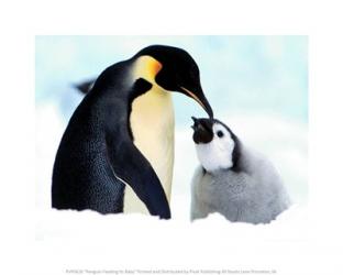 Penguin Feeding Its Baby | Obraz na stenu