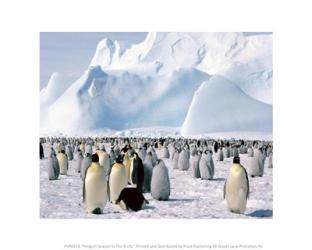 Penguin Season In The Arctic | Obraz na stenu