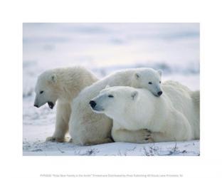 Polar Bear Family in the Arctic | Obraz na stenu
