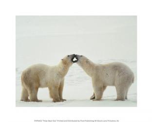 Polar Bear Kiss | Obraz na stenu