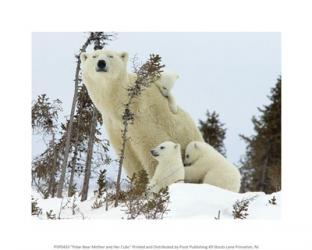 Polar Bear Mother and Her Cubs | Obraz na stenu