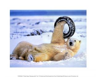 Polar Bear Playing With Tire | Obraz na stenu