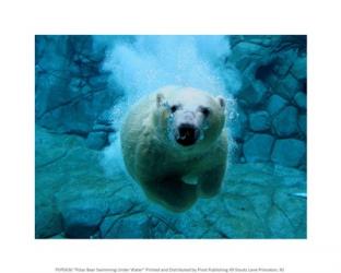 Polar Bear Swimming Under Water | Obraz na stenu