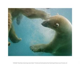 Polar Bears Swimming Under Water | Obraz na stenu