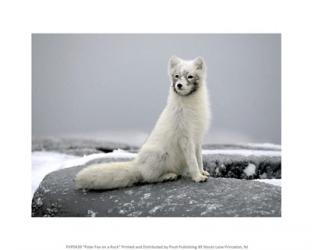 Polar Fox on a Rock | Obraz na stenu