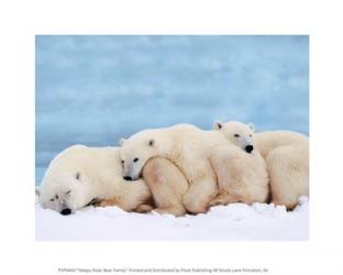 Sleepy Polar Bear Family | Obraz na stenu