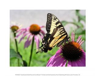 Swallowtail Butterfly and Coneflower | Obraz na stenu